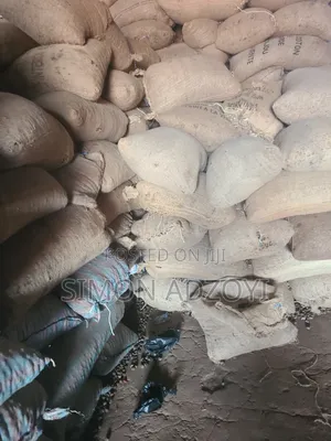 Cashew Nut for Sale