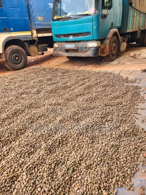 Cashew Nut for Sale