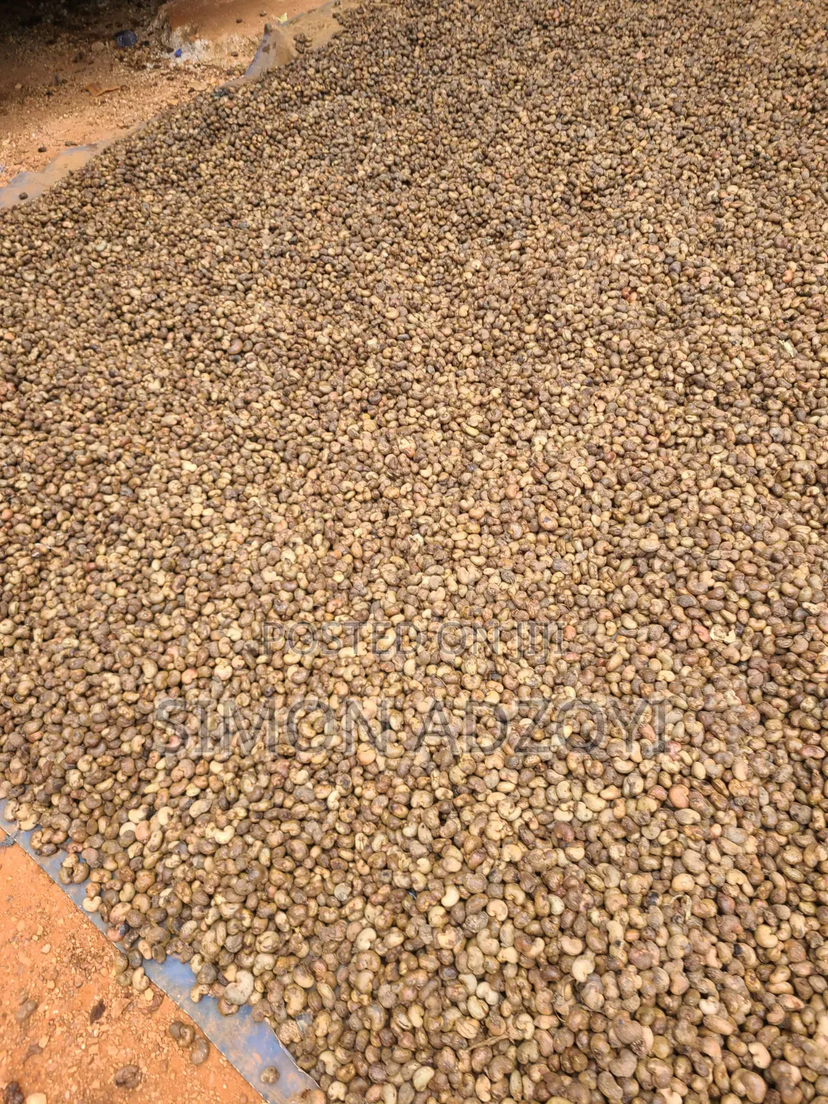 Cashew Nut for Sale