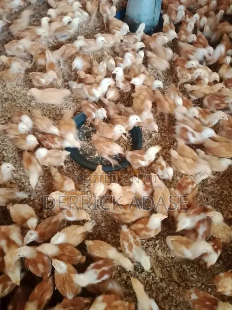 Saso 4weeks Chick's for Sale