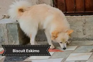 1+ year Female Purebred American Eskimo
