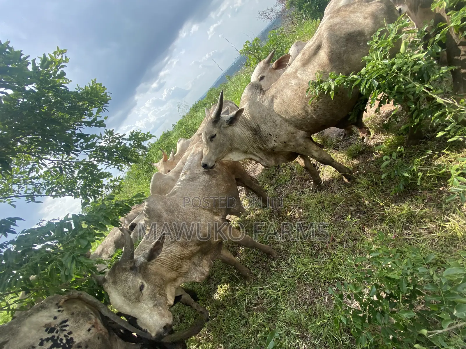 Cattle (Big Size/ 3yrs Up)