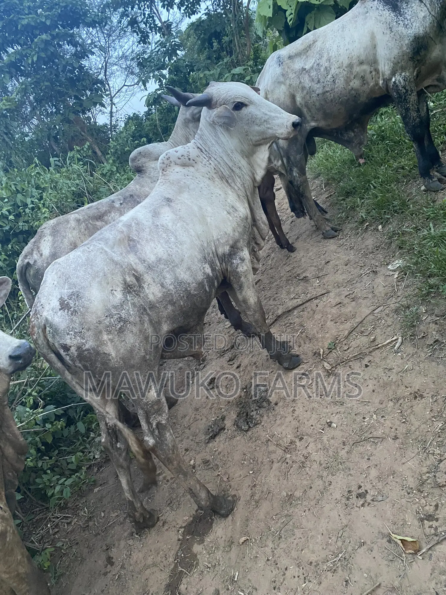 Cattle (Big Size/ 3yrs Up)