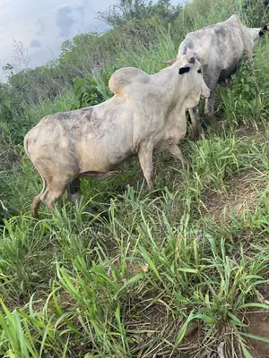 Cattle (Big Size/ 3yrs Up)