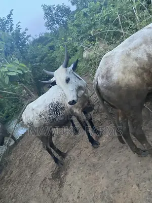 Cattle (Big Size/ 3yrs Up)