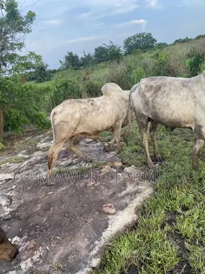 Cattle (Big Size/ 3yrs Up)