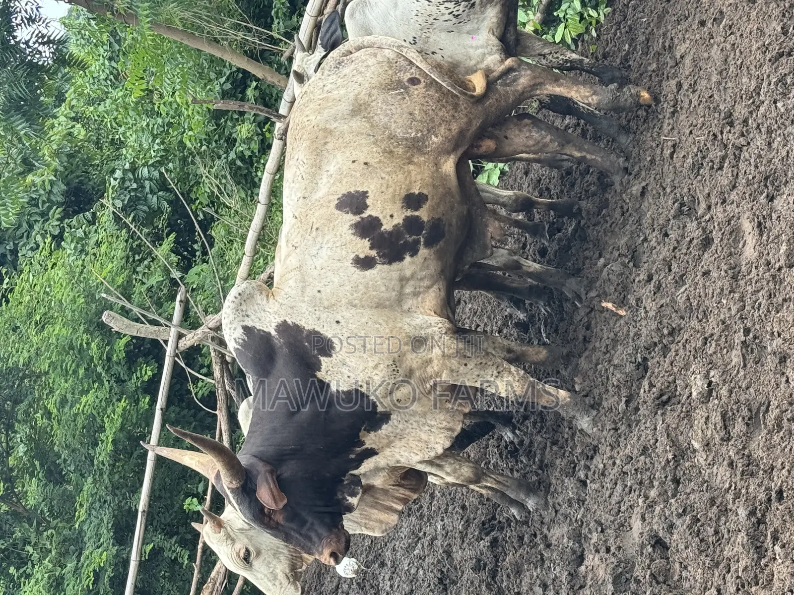 Cattle (Extra Large/ 5. Years Plus)