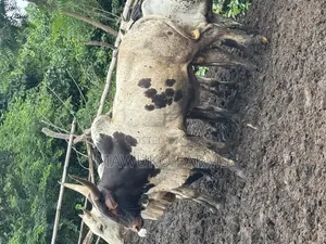 Cattle (Extra Large/ 5. Years Plus)