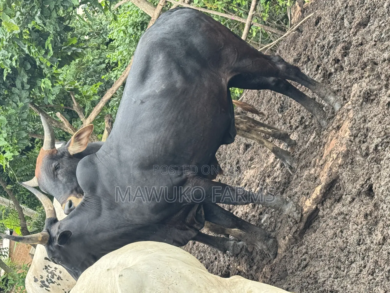 Cattle (Extra Large/ 5. Years Plus)