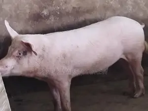 Healthy Pigs For Sale