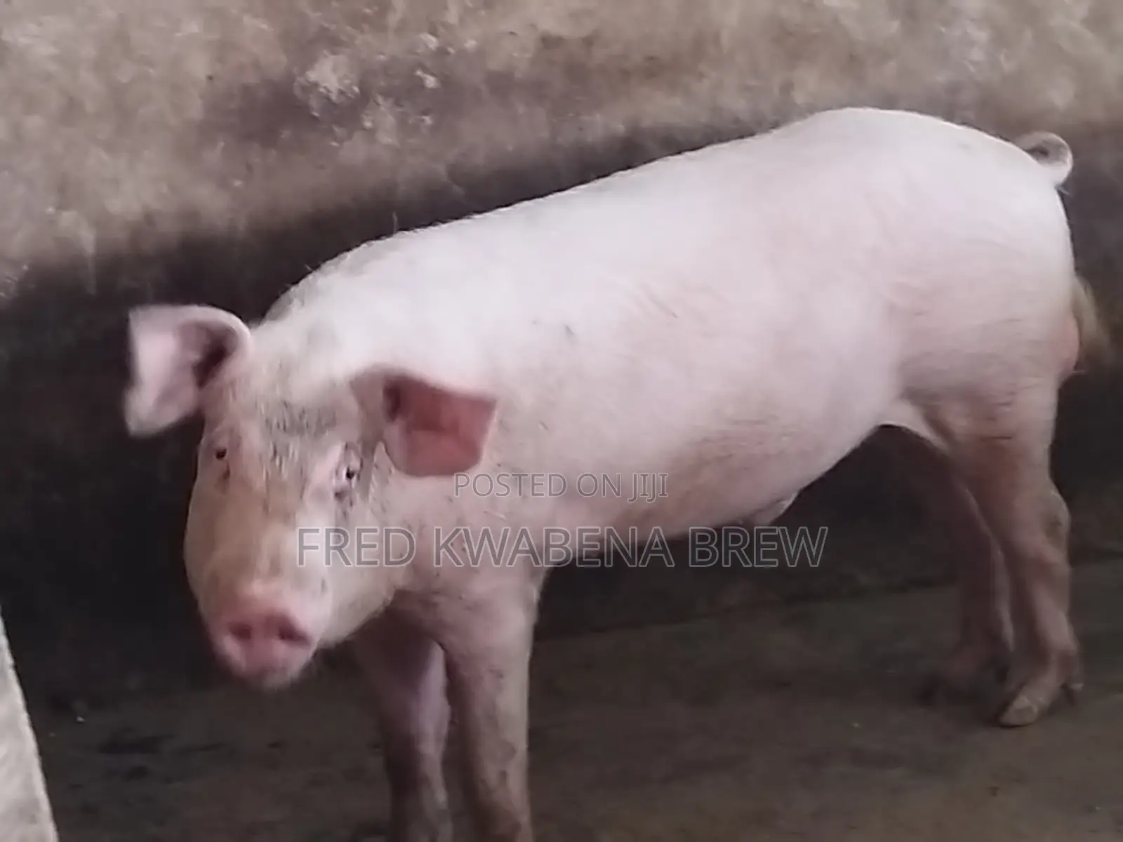 Healthy Pigs For Sale