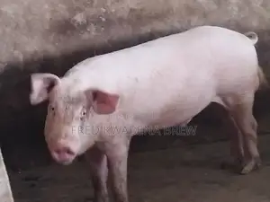 Healthy Pigs For Sale