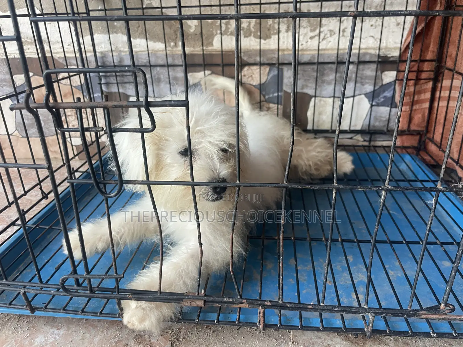 3-6 months Male Purebred Poodle