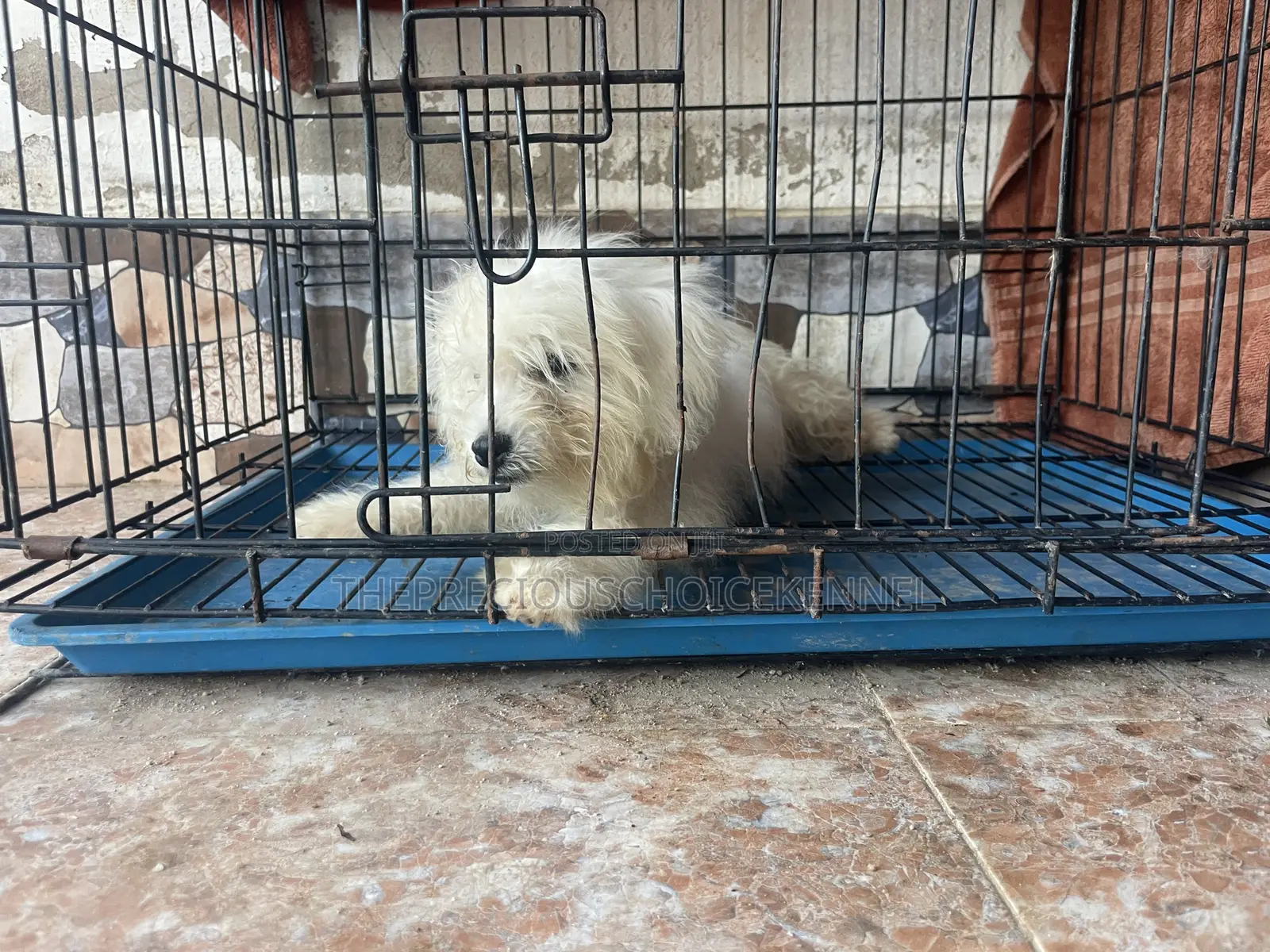 3-6 months Male Purebred Poodle