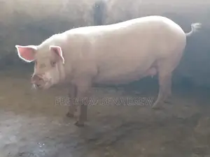 Healthy Pigs For Sale