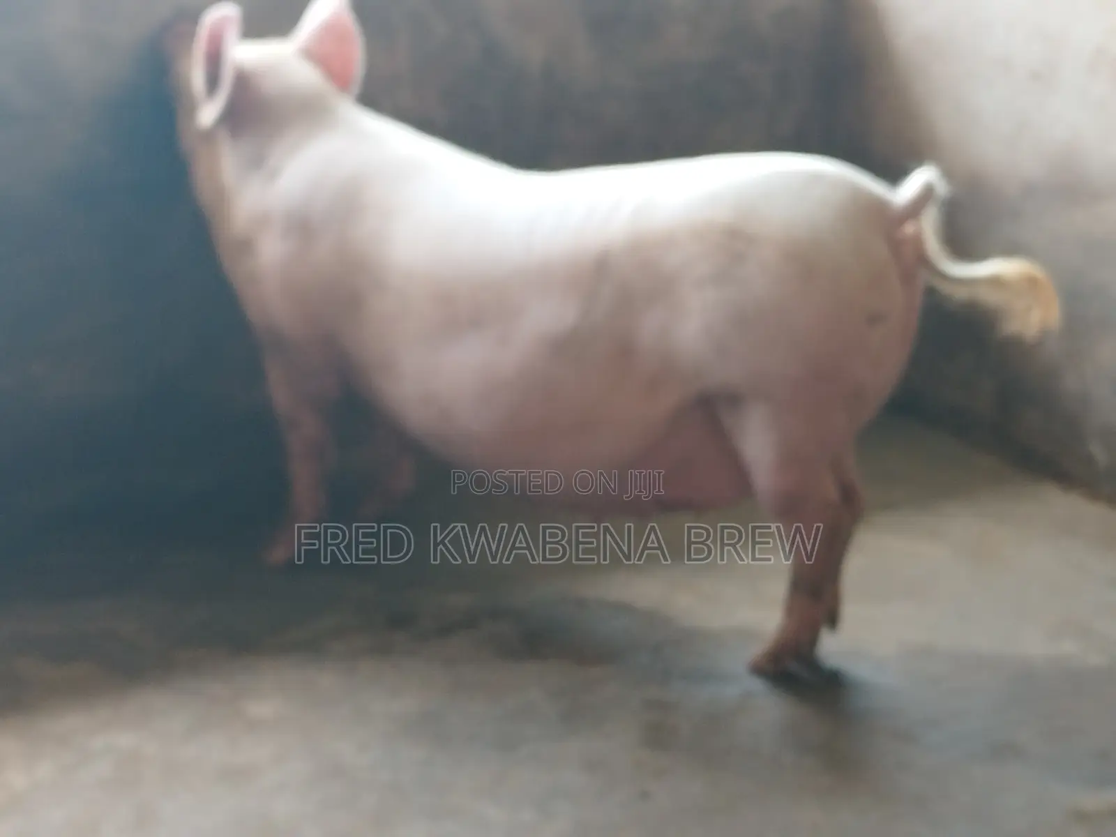 Healthy Pigs For Sale