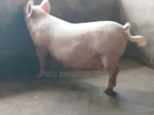 Healthy Pigs For Sale