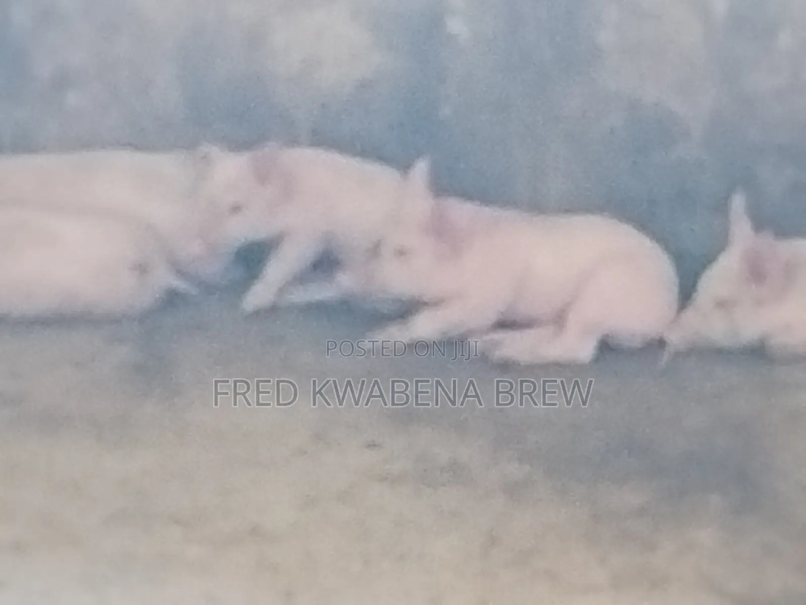 Healthy Pigs For Sale