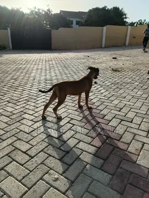 3-6 months Male Purebred Boerboel