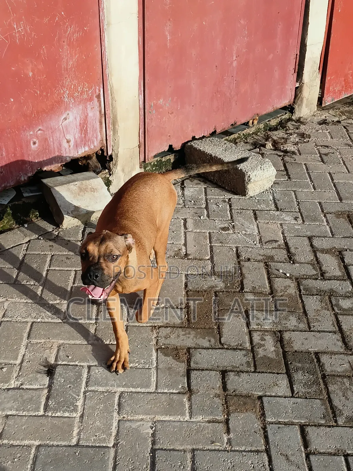 3-6 months Male Purebred Boerboel