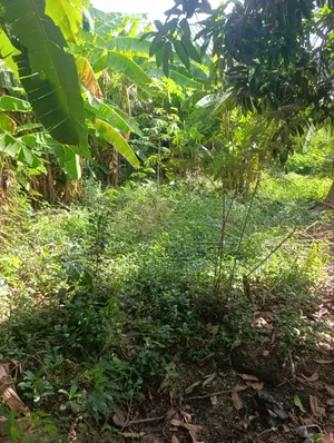 Genuine Land for Sale (Half)