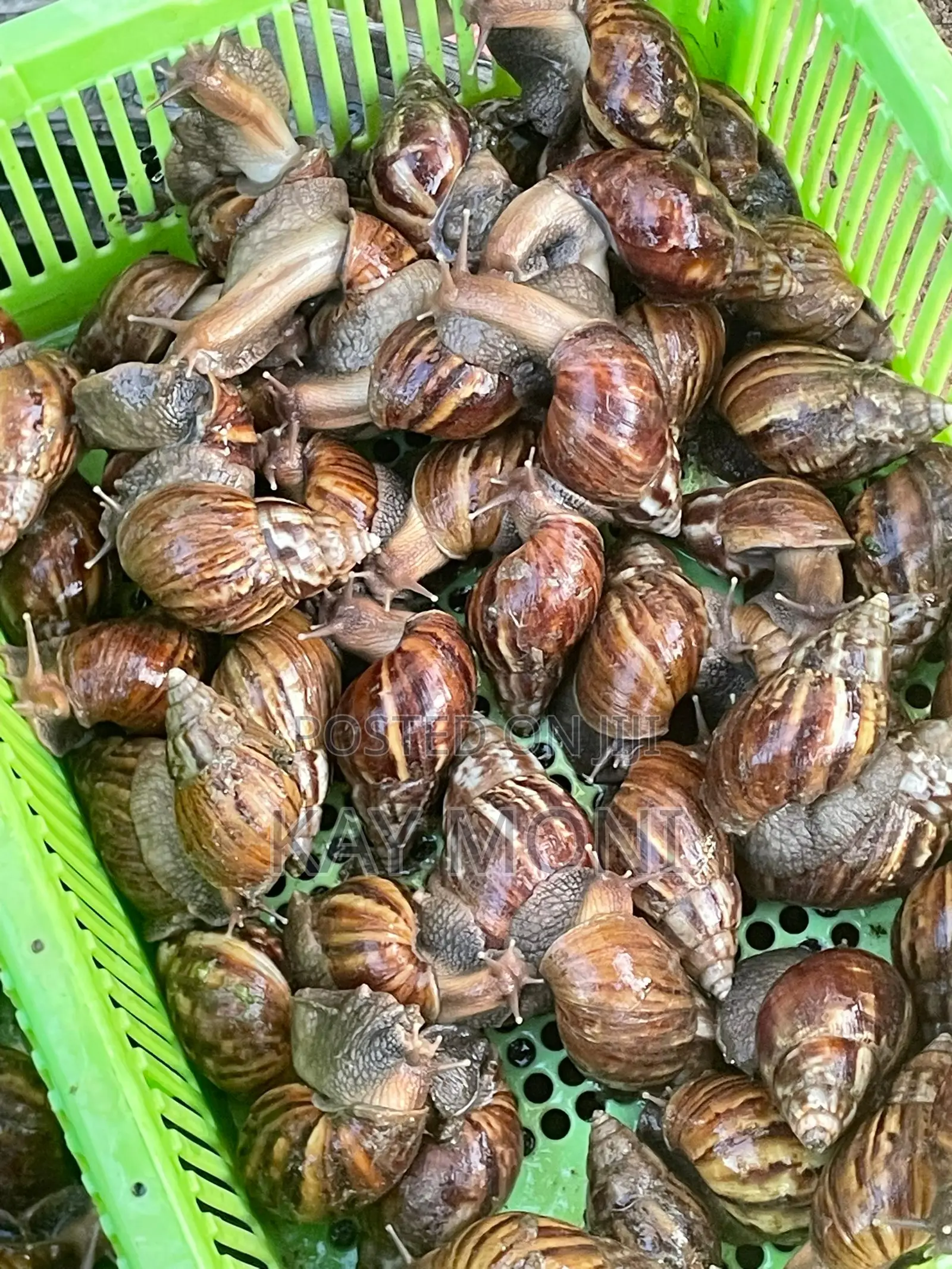 Achatina Fulica Snails