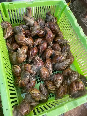 Achatina Fulica Snails