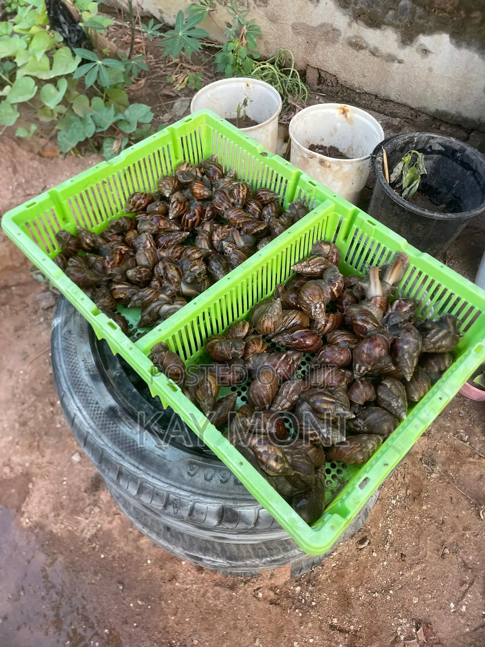 Achatina Fulica Snails