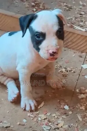 1-3 months Female Purebred American Pit Bull Terrier