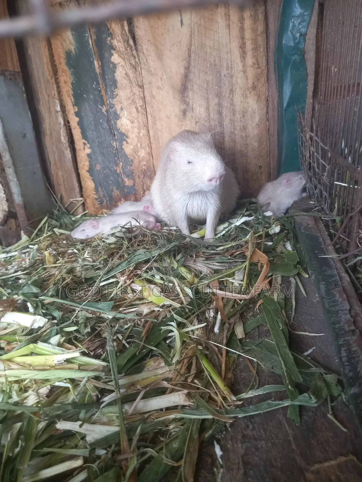 Godfisrt Farm's