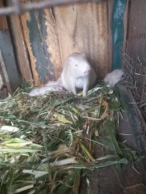Godfisrt Farm's