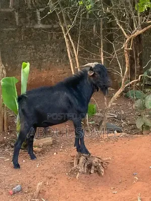 Goat Is for Sall