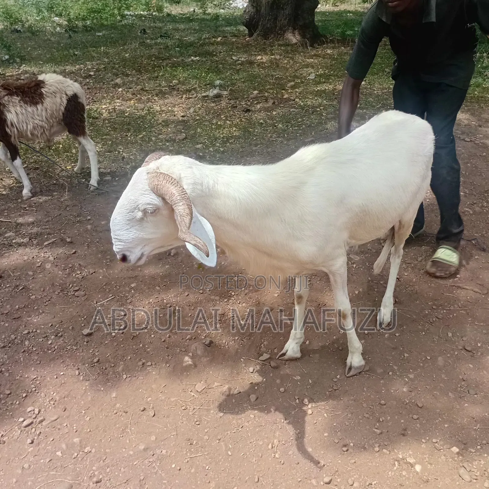 Sheep Is for Sale