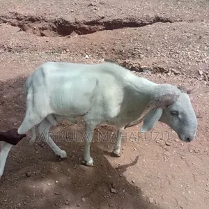 Sheep Is for Sale