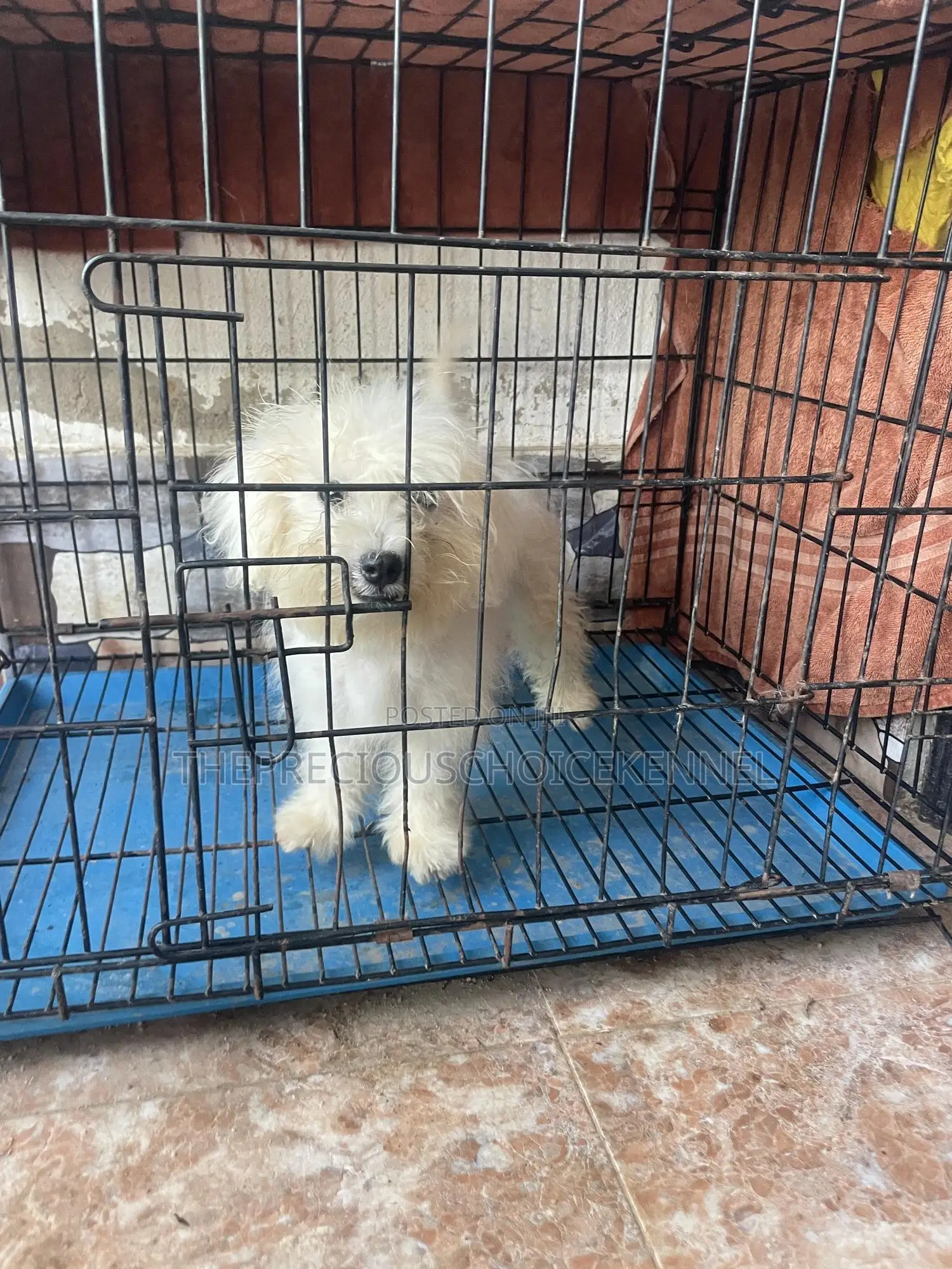 3-6 months Male Purebred Poodle