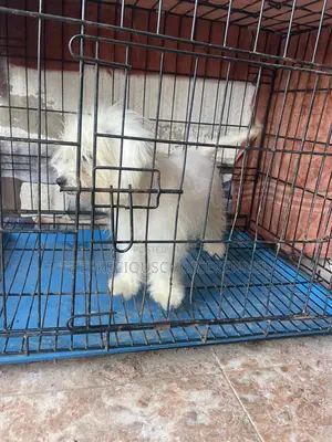 3-6 months Male Purebred Poodle