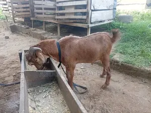 Goat Is for Sale