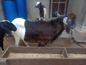 Sheep Is for Sale