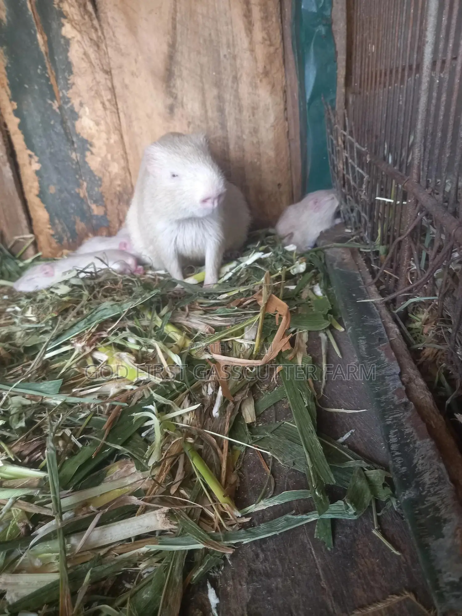 Godfisrt Farm's