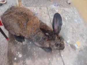 Rabbit Male and Female