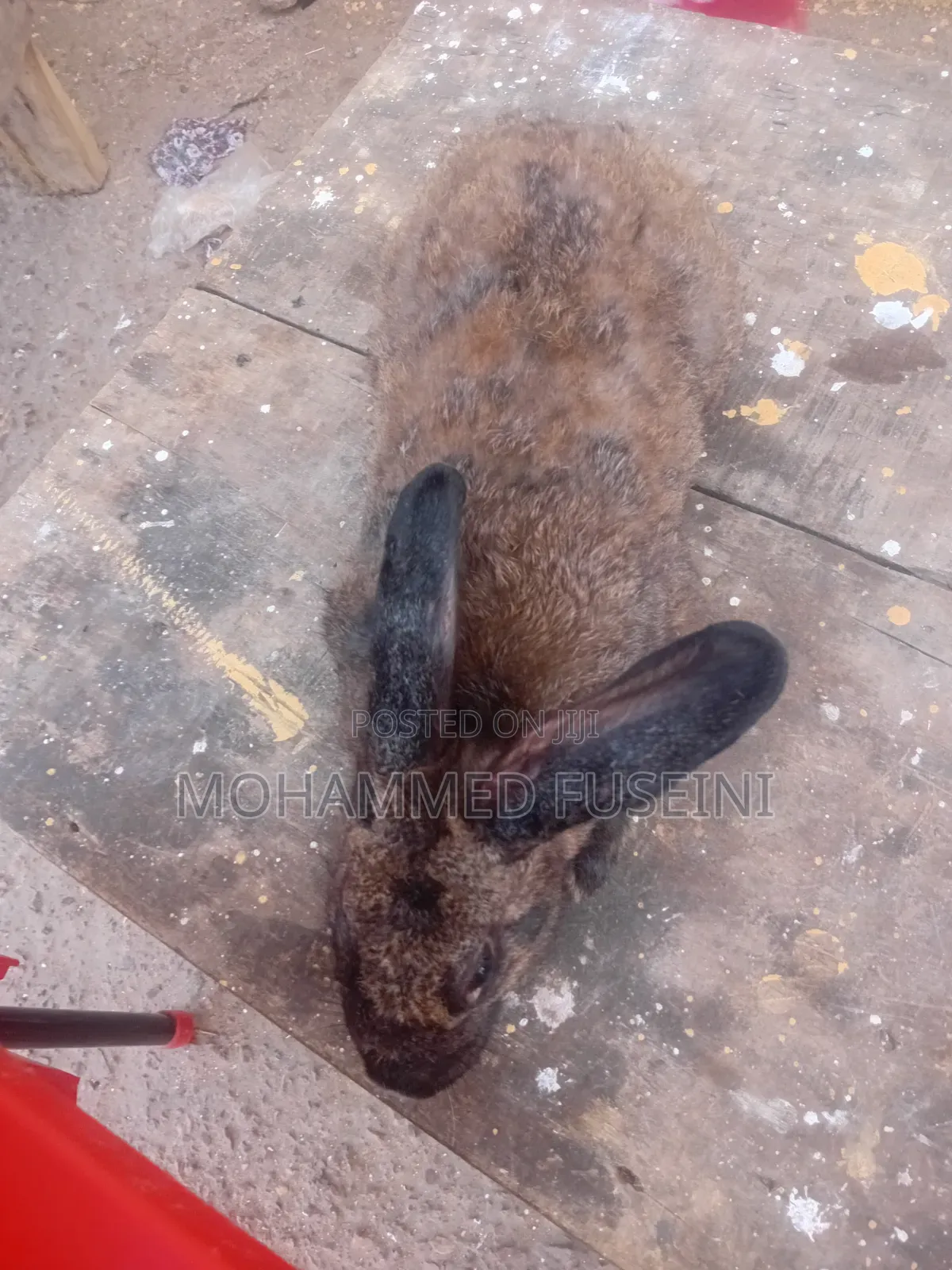 Rabbit Male and Female
