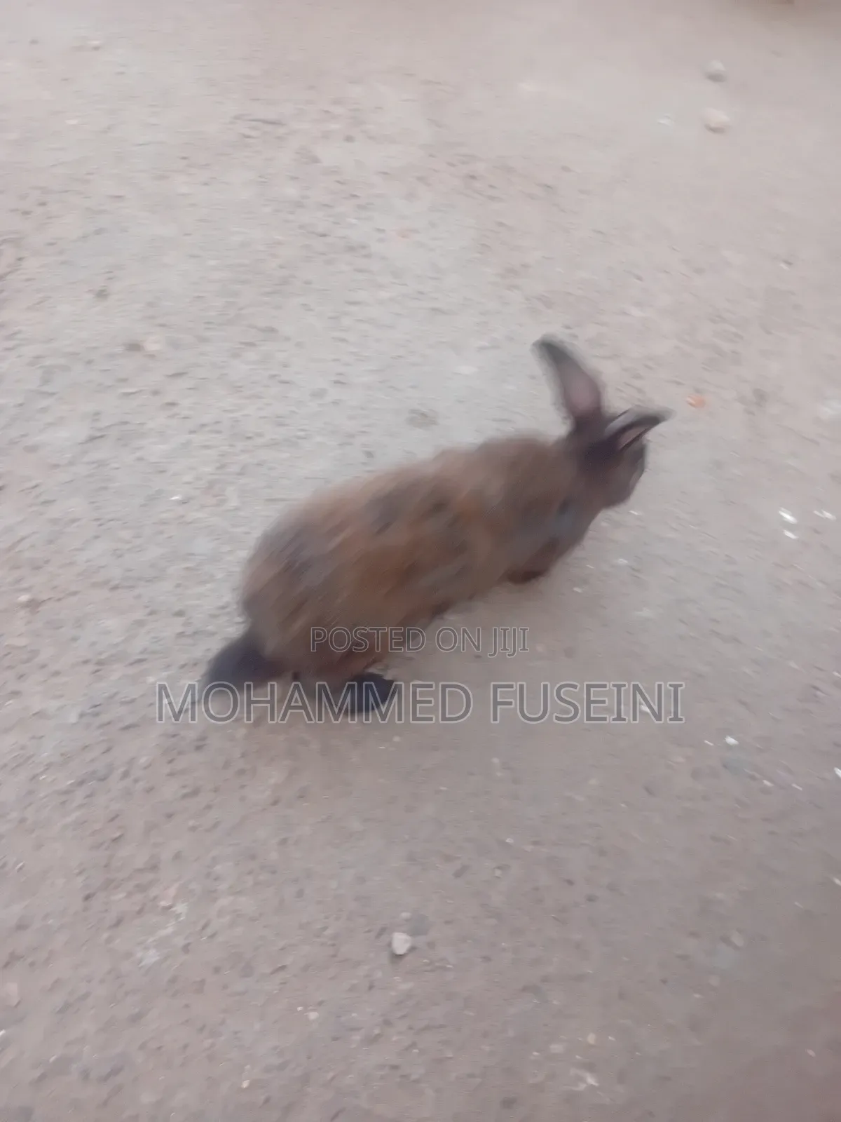 Rabbit Male and Female
