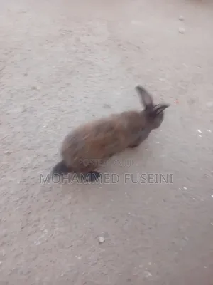 Rabbit Male and Female