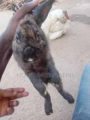 Rabbit Male and Female