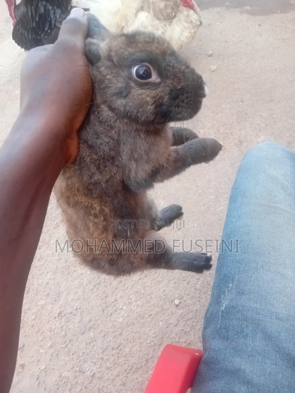 Rabbit Male and Female