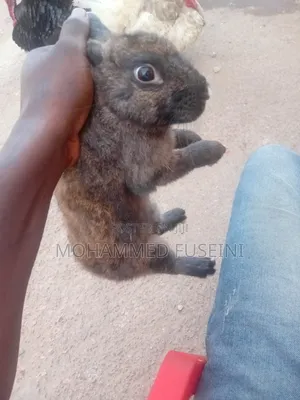 Rabbit Male and Female