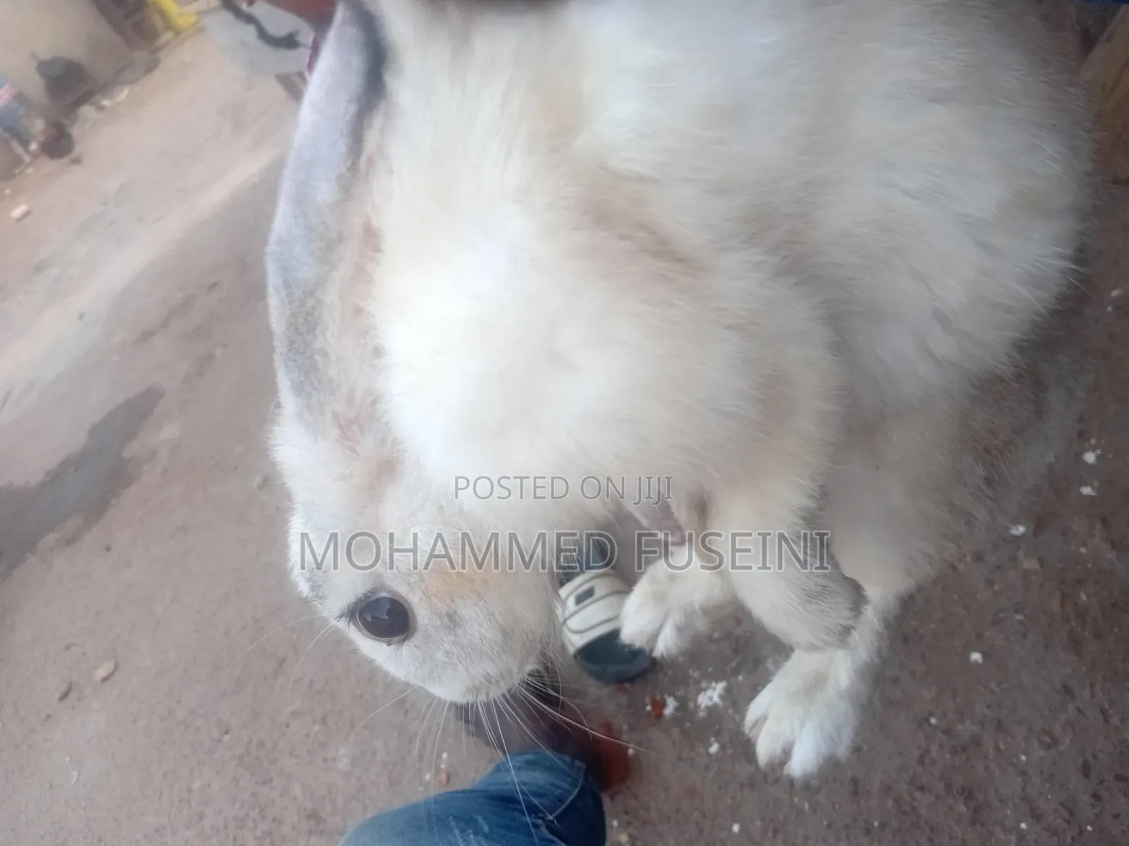 Rabbit Male and Female