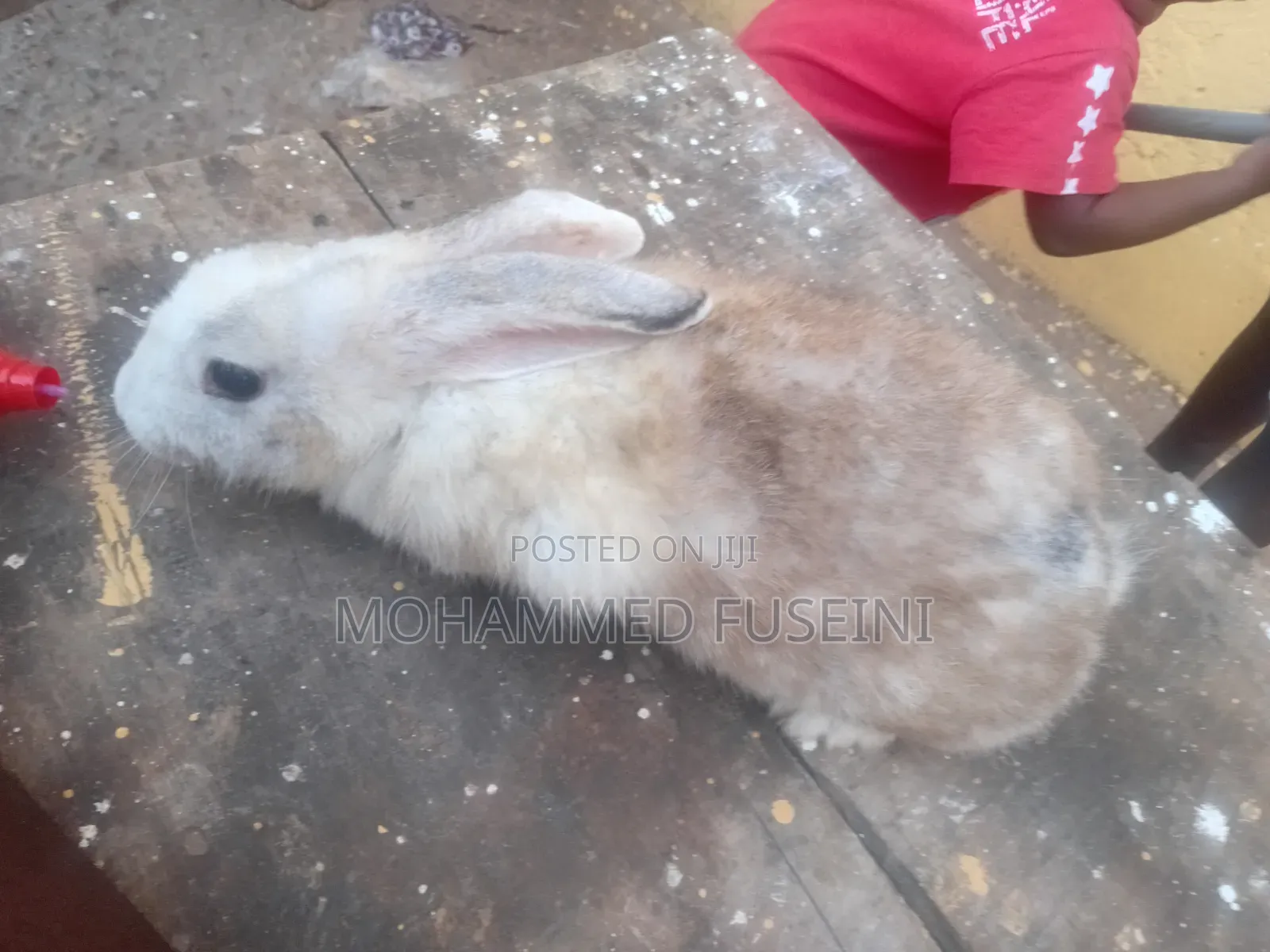 Rabbit Male and Female