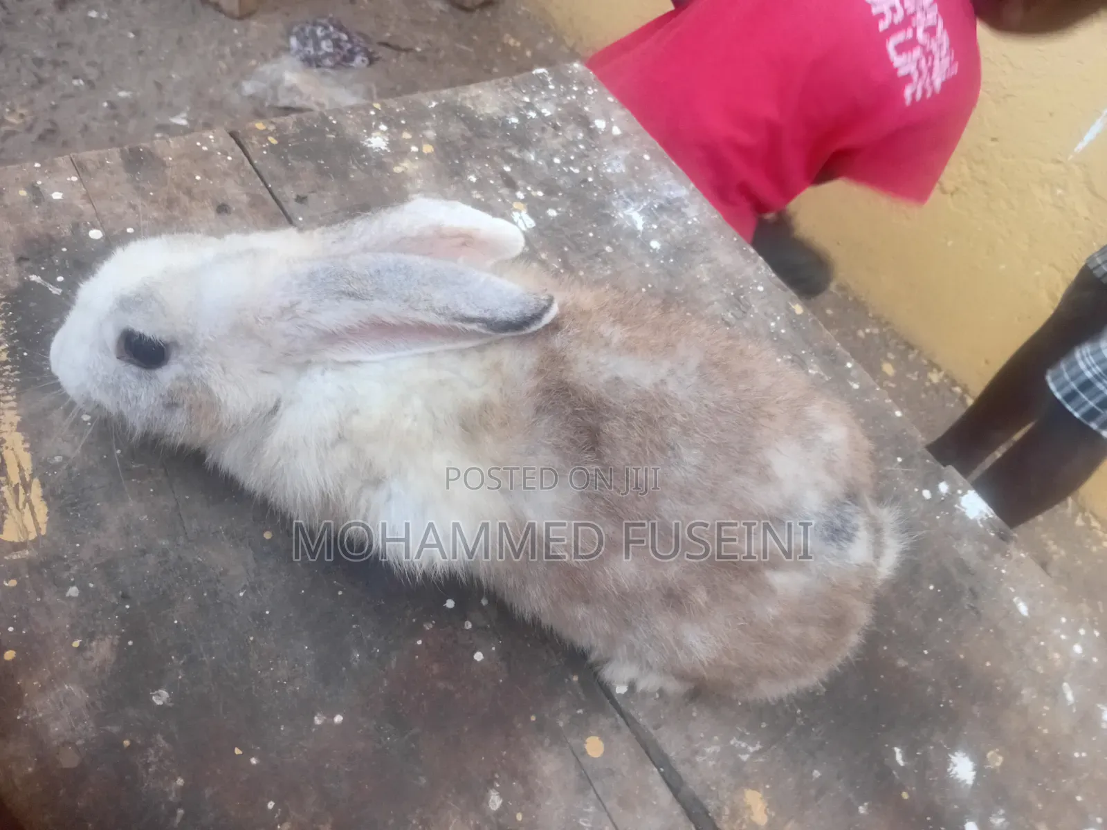Rabbit Male and Female