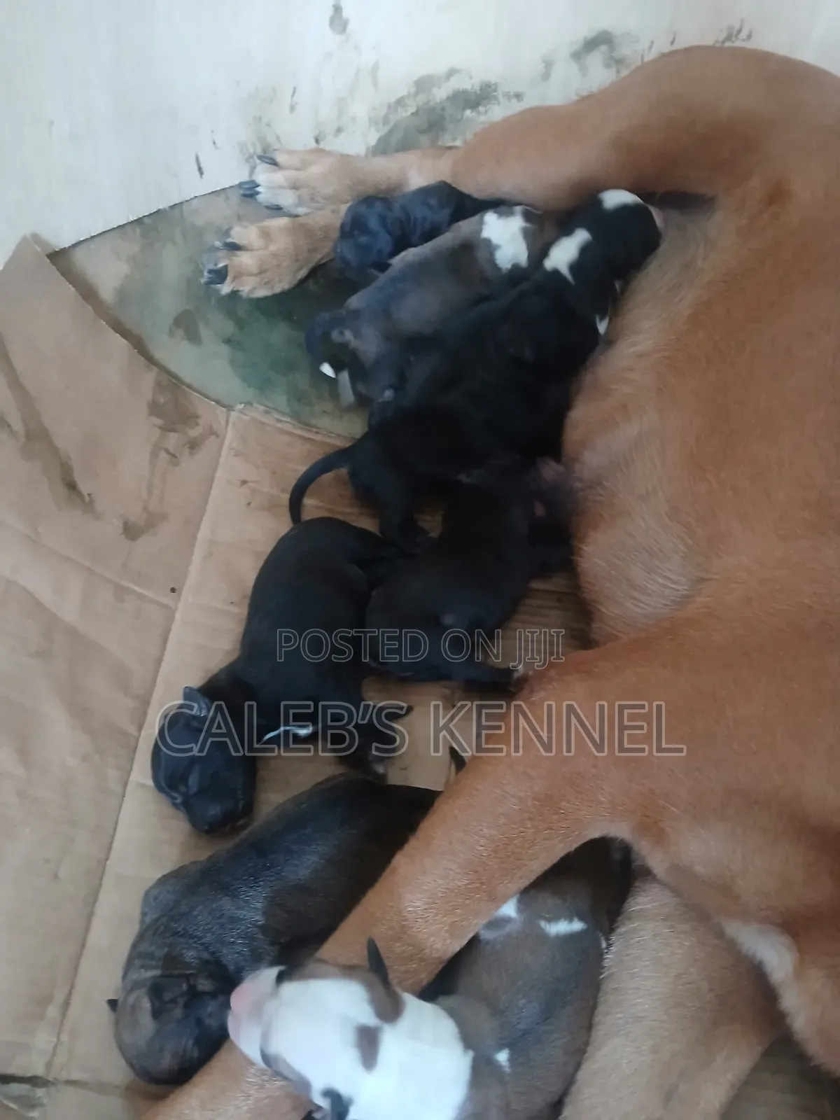 0-1 month Female Mixed Breed American Pit Bull Terrier